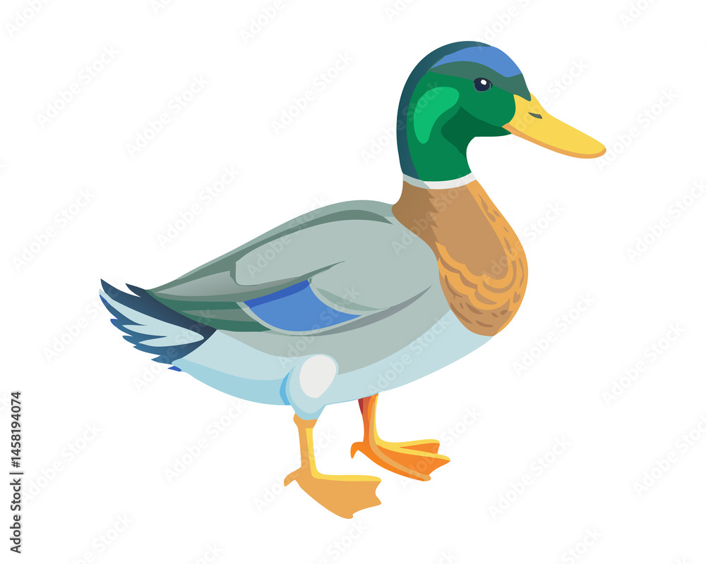Fototapeta premium duck isolated on white