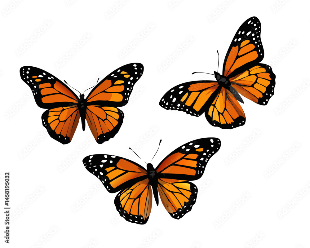 Fototapeta premium butterfly isolated on white