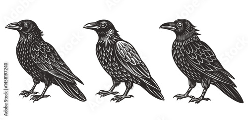 Black Crows Detailed Bird Illustrations Nature Wildlife Art Silhouette Vector Illustration