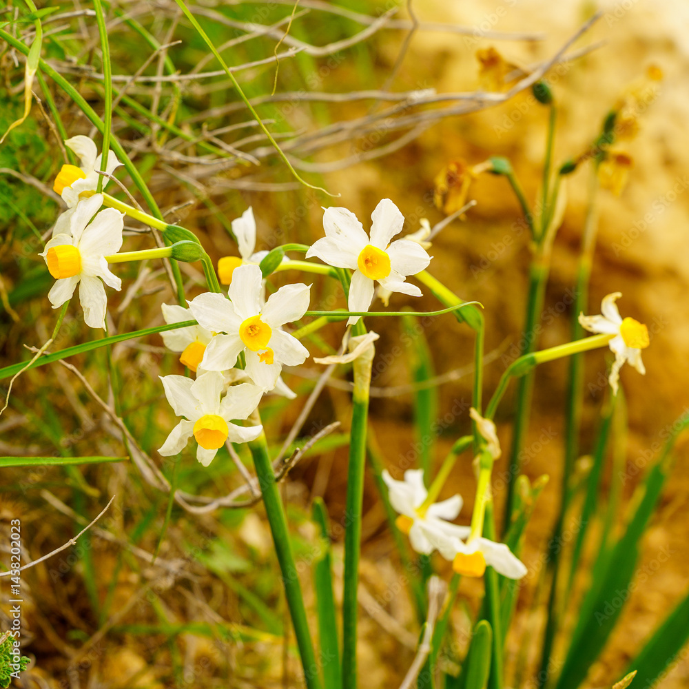Daffodil wildflowers, in the Negev Desert
