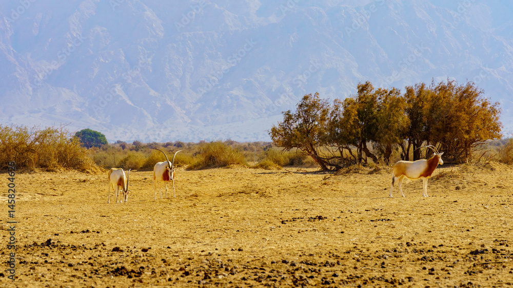 Scimitar-horned oryx, in the Yotvata Hai-Bar Nature Reserve