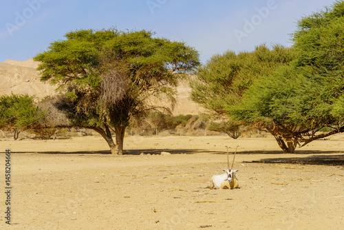 Obraz na płótnie Arabian oryx, in the Yotvata Hai-Bar Nature Reserve w salonie