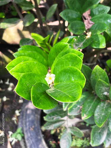 Wallpaper Mural Zamioculcas zamiifolia leaf Torontodigital.ca