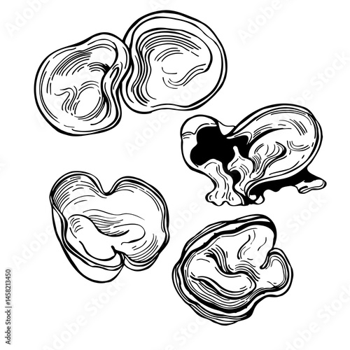Hand-drawn chinese black mushrooms. Wood ear, cloud ear, jelly fungus. Auricularia polytricha. Vector sketch  illustration.