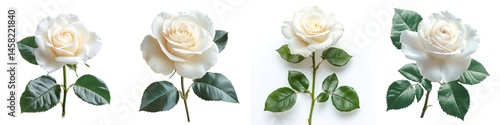 Obraz na płótnie White rose with leaves, isolate on white background. Set Collection. w salonie