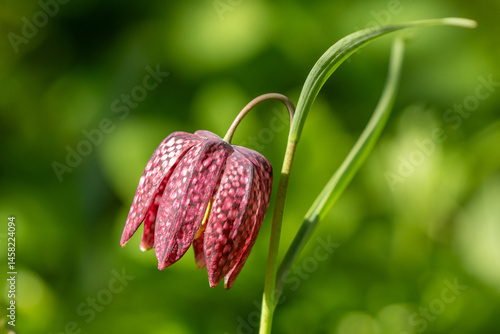 Beautiful large bell shaped flower of the fritillary blooming during spring in the garden