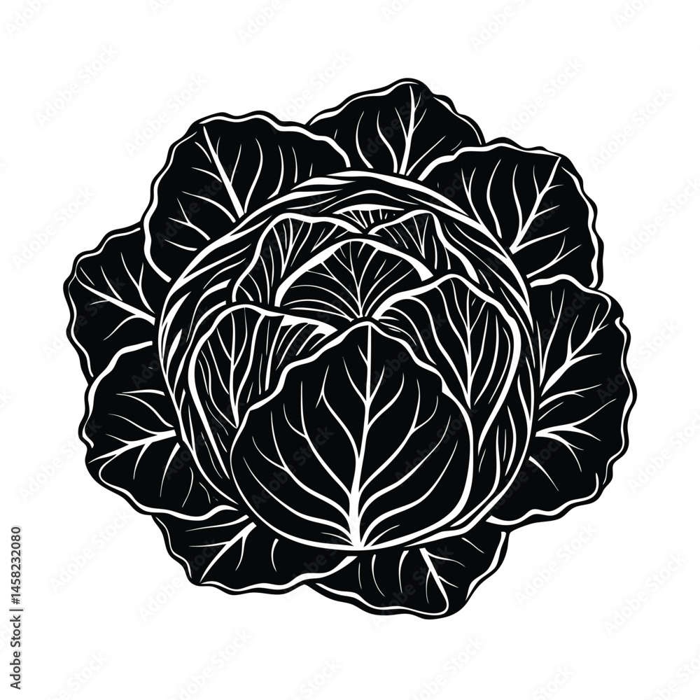Obraz premium a bunch cabbage vector art silhouette