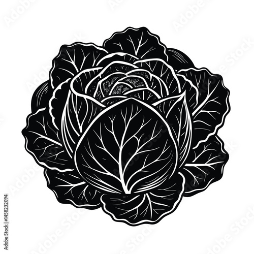 a bunch cabbage vector art silhouette