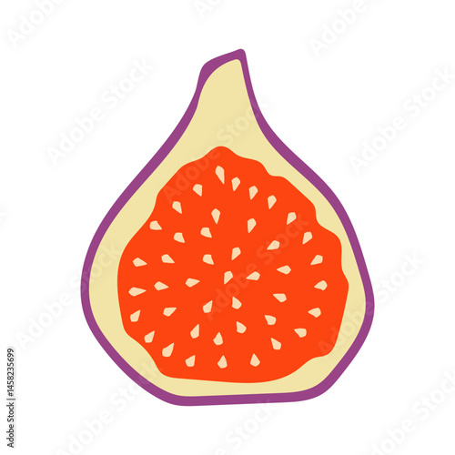 Colorful fig illustration, cutaway illustration of fig isolated on white background.