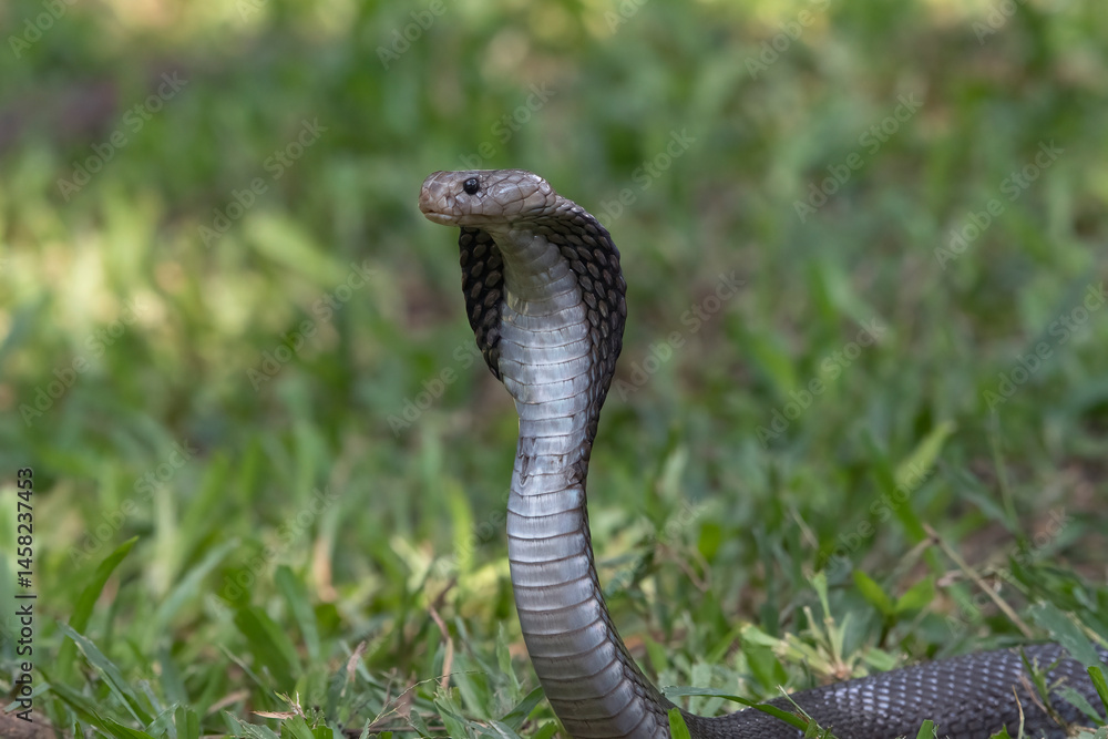 Fototapeta premium Javan cobra on a grass