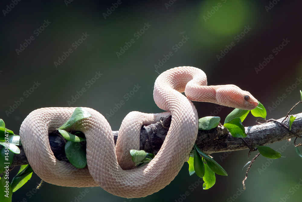Obraz premium Albino mangrove pit viper on a tree branch