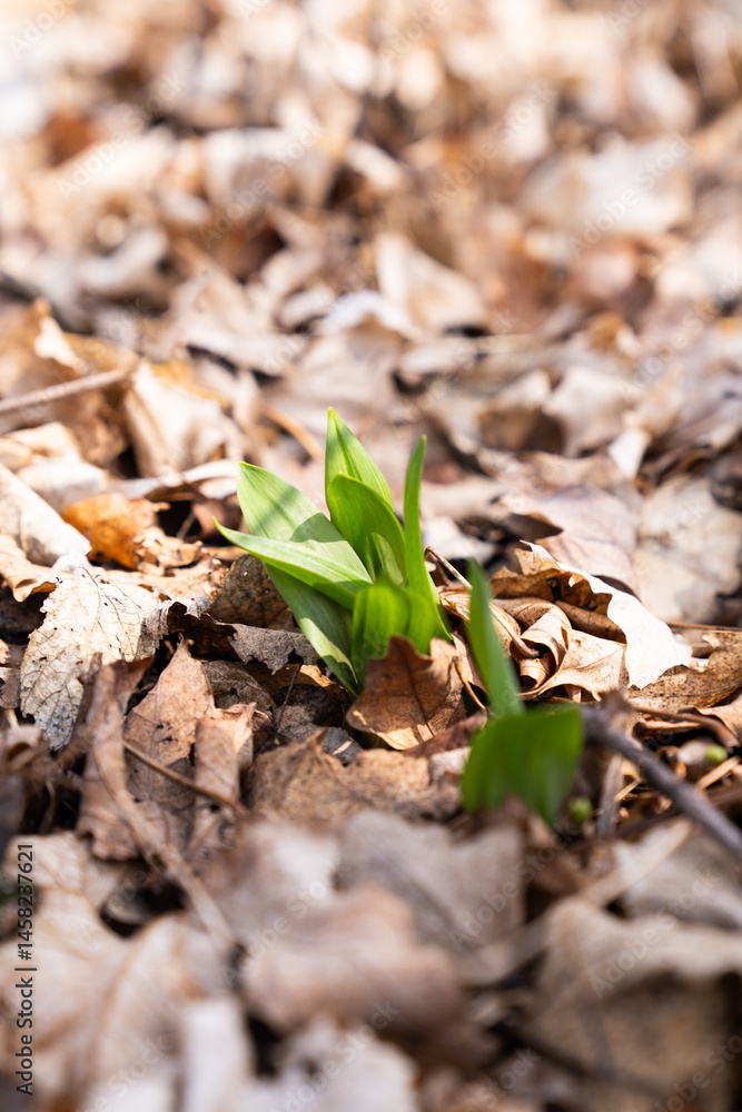 Fresh Green Shoots Emerging Through Fallen Leaves Fresh Green Shoots Emerging Through Fallen Leaves