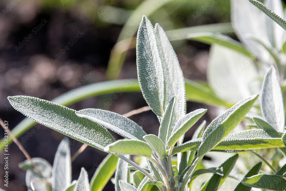 Obraz premium Fresh sage leaves growing in sunlit garden soil in Kelowna, BC.