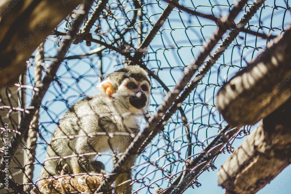 Φωτογραφία Small Primate in Cage, Wildlife Conservation Issue