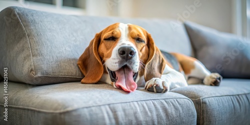 Beagle sleeping on couch with yawn, couch, furniture,  couch, furniture, calm, dog sleeping,beagle, sleeping, canines, home