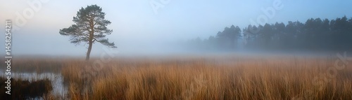 Misty morning landscape with lone pine tree.