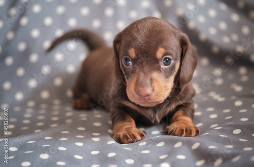cute chocolate dachshund puppy