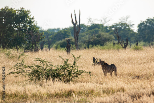 moremi game reserve close to khwai plains: cheetah spotted!