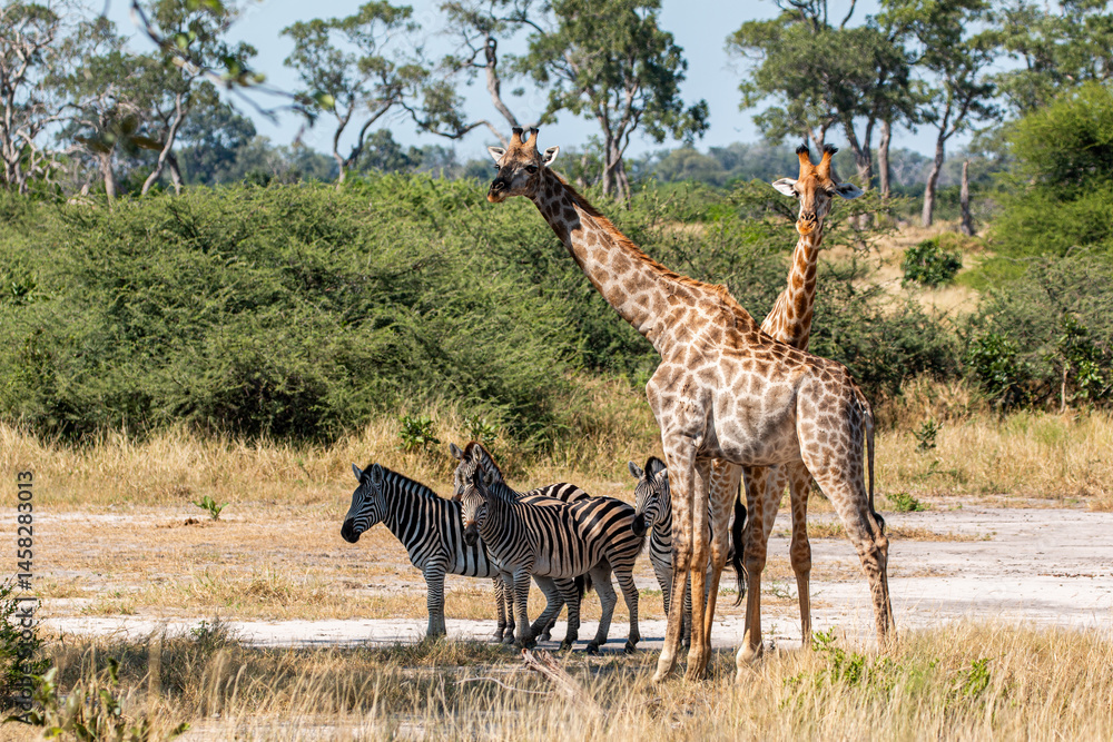 Fototapeta premium giraffes and other wildlife at moremi national park in Botswana