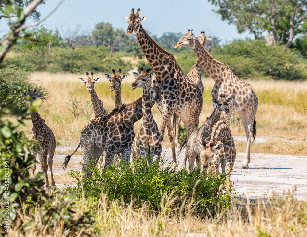 Fototapeta premium wildlife of moremi national park in botswana: giraffe family looking for shade in typical landscape