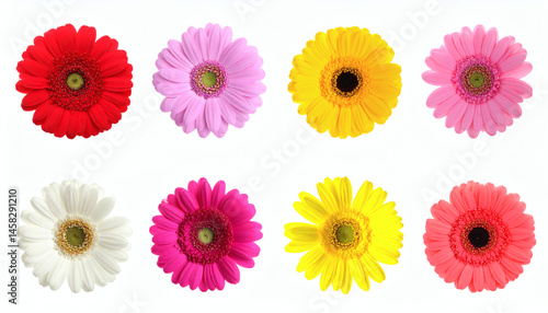 Beautiful colorful flowers on white background, arranged in a vibrant and artistic collage, perfect for floral design projects and creative compositions