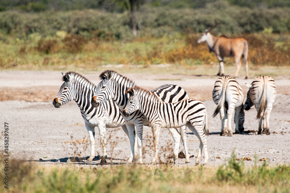 Fototapeta premium Zebra (Equus quagga) family in landscape of khama rhino sanctuary with eland in the background 