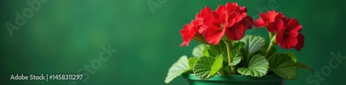 Wallpaper Mural Red geranium in a simple green pot, lush foliage , bright, lush, colorful Torontodigital.ca
