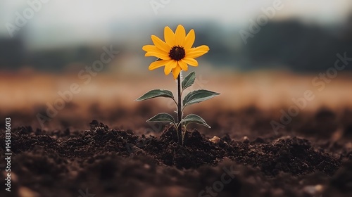 Single Yellow Sunflower Sprout Growing in Soil