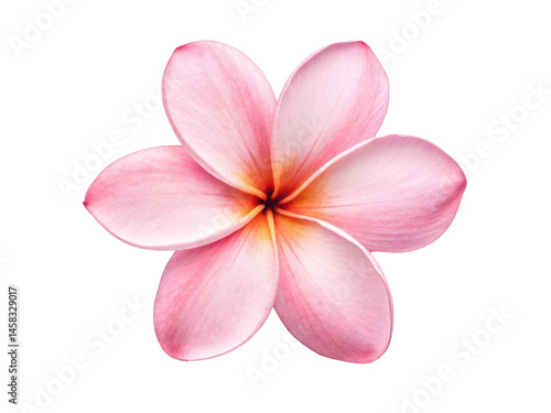 Beautiful plumeria flower with delicate pink petals radiates elegance and charm, perfect for enhancing any floral arrangement