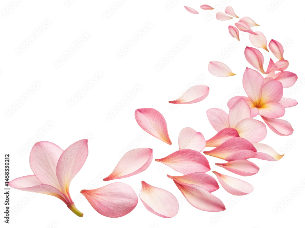 Beautiful plumeria flowers create delicate trail of petals that evoke sense of tranquility and natural beauty Beautiful plumeria flowers create delicate trail of petals that evoke sense of tranquility and natural beauty