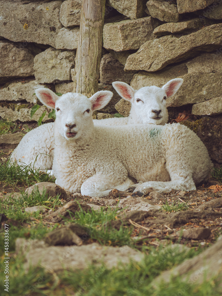 Obraz premium A pair of lambs snuggled up together against a dry stone wall