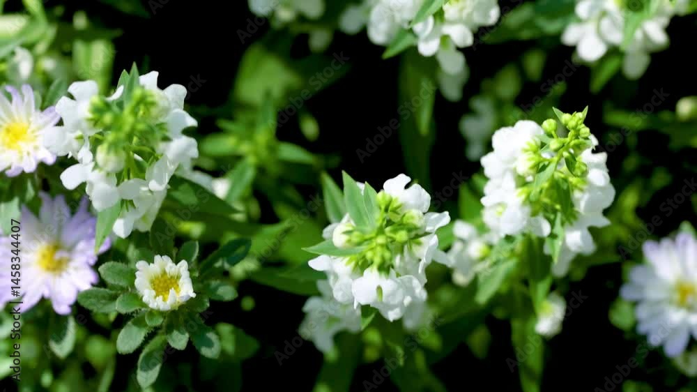 White and Purple Flowers in Sunlit Garden White and Purple Flowers in Sunlit Garden