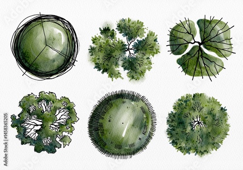 Top View of Watercolor Trees in Different Canopy Shapes Isolated on White Background for Landscape Architecture and Garden Planning