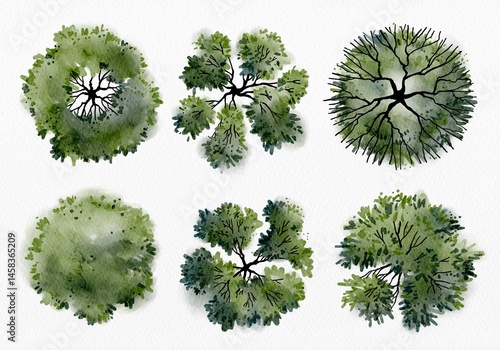 Top View of Watercolor Trees in Different Canopy Shapes Isolated on White Background for Landscape Architecture and Garden Planning