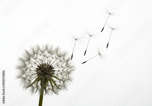 Wallpaper Mural A dandelion seed head with seeds dispersing against a clean white background, symbolizing fragility and new beginnings Torontodigital.ca