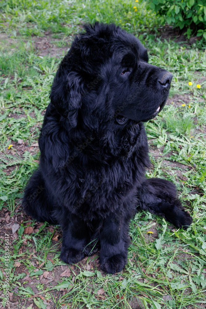 Fototapeta premium Portrait of a large black purebred Newfoundland dog.