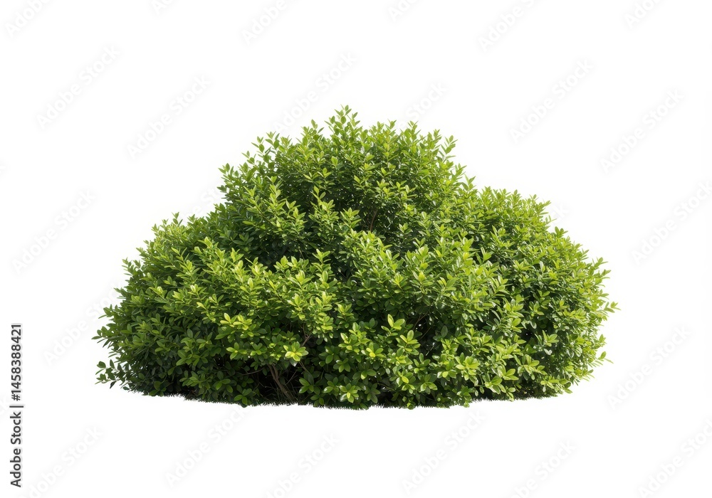 Fototapeta premium Isolated boxwood shrub with bright green leaves on a white background for design elements