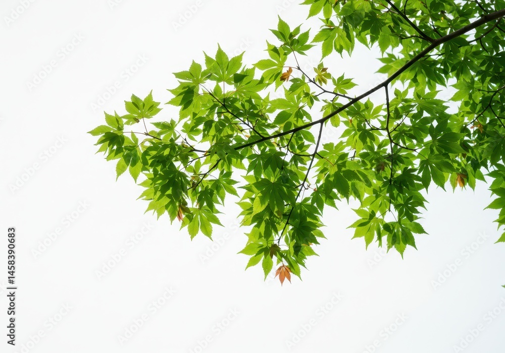 Fototapeta premium Bright green maple leaves on a branch against a white sky create a fresh, natural scene