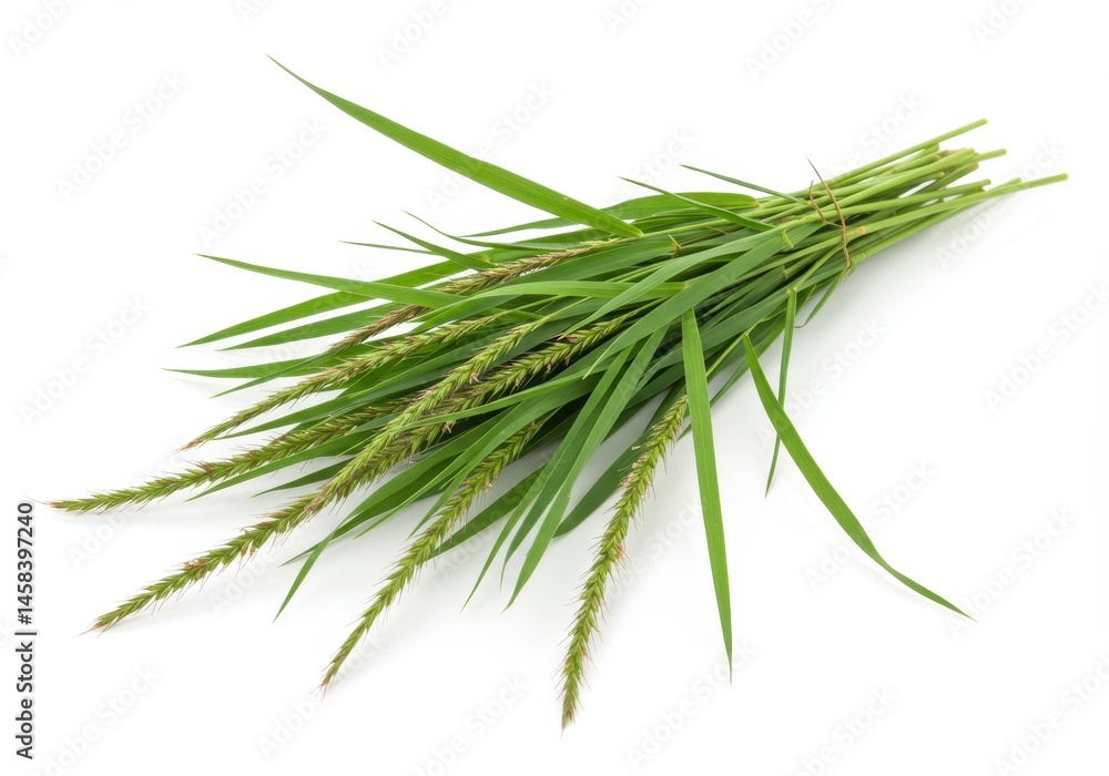 Fototapeta premium A bundle of green grass with seed heads tied together on a white background in studio shot