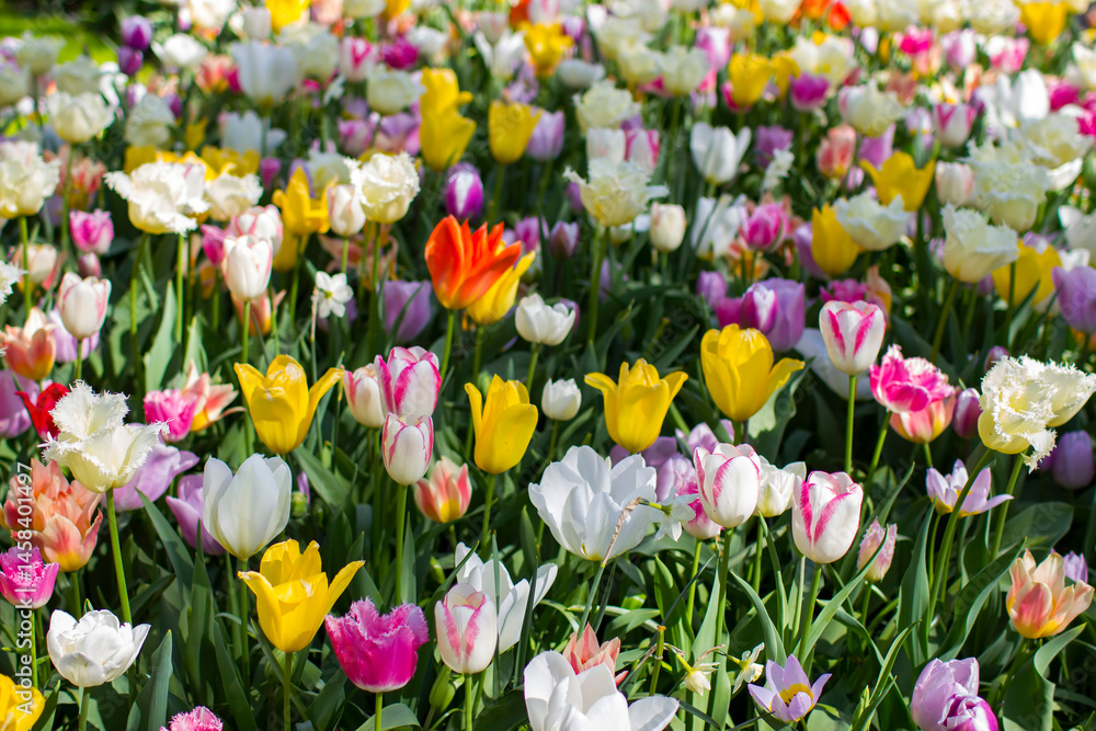 tulips flowers - spring flowers - closeu up