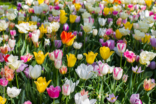 Obraz na płótnie tulips flowers - spring flowers - closeu up w salonie