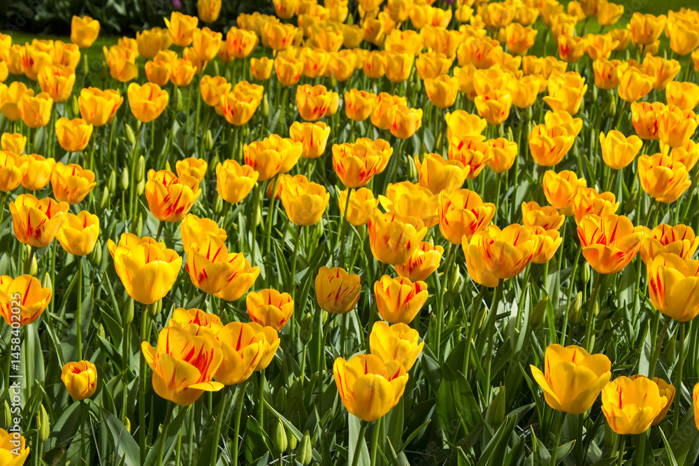 tulips flowers - spring flowers - closeu up