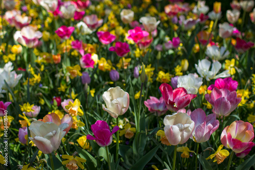 tulips flowers - spring flowers - closeu up