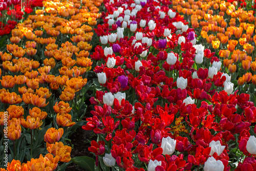 Obraz na płótnie tulips flowers - spring flowers - closeu up w salonie