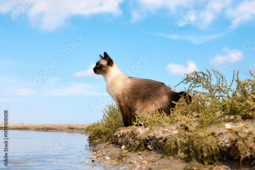 Tableau sur toile Mekong Bobtail cat standing near water on beach, alert under blue sky