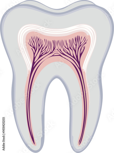 Anatomical Illustration of a Tooth 