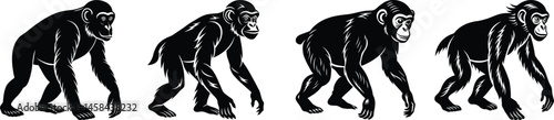 Chimpanzee Walking Silhouette Sequence