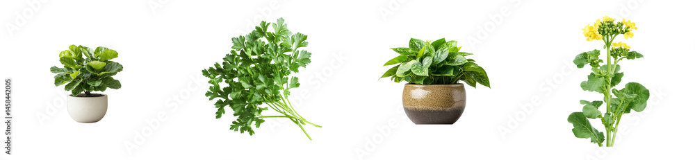 Assorted houseplants and herb cuttings isolated, cut out transparent Assorted houseplants and herb cuttings isolated, cut out transparent