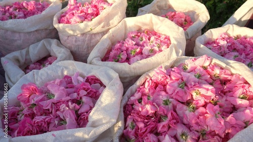 Damask rose petals in bags. Picked products. Harvested flowers. Rose attar, rose essence. Essential oil factory