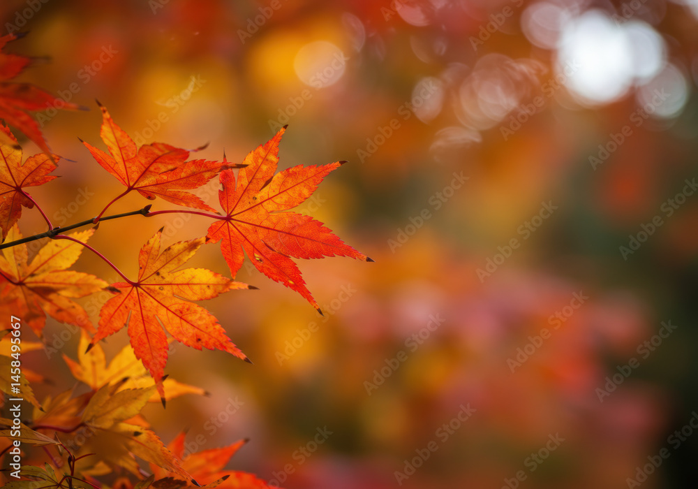 Vibrant autumn maple leaves radiate warmth against a soft, blurred background. Vibrant autumn maple leaves radiate warmth against a soft, blurred background.